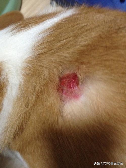 猫狗常见的疾病和原因,宠物皮肤病诊断