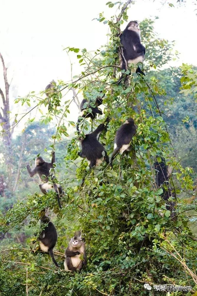 云南滇金丝猴主要栖息地为,中国濒临的动物金丝猴