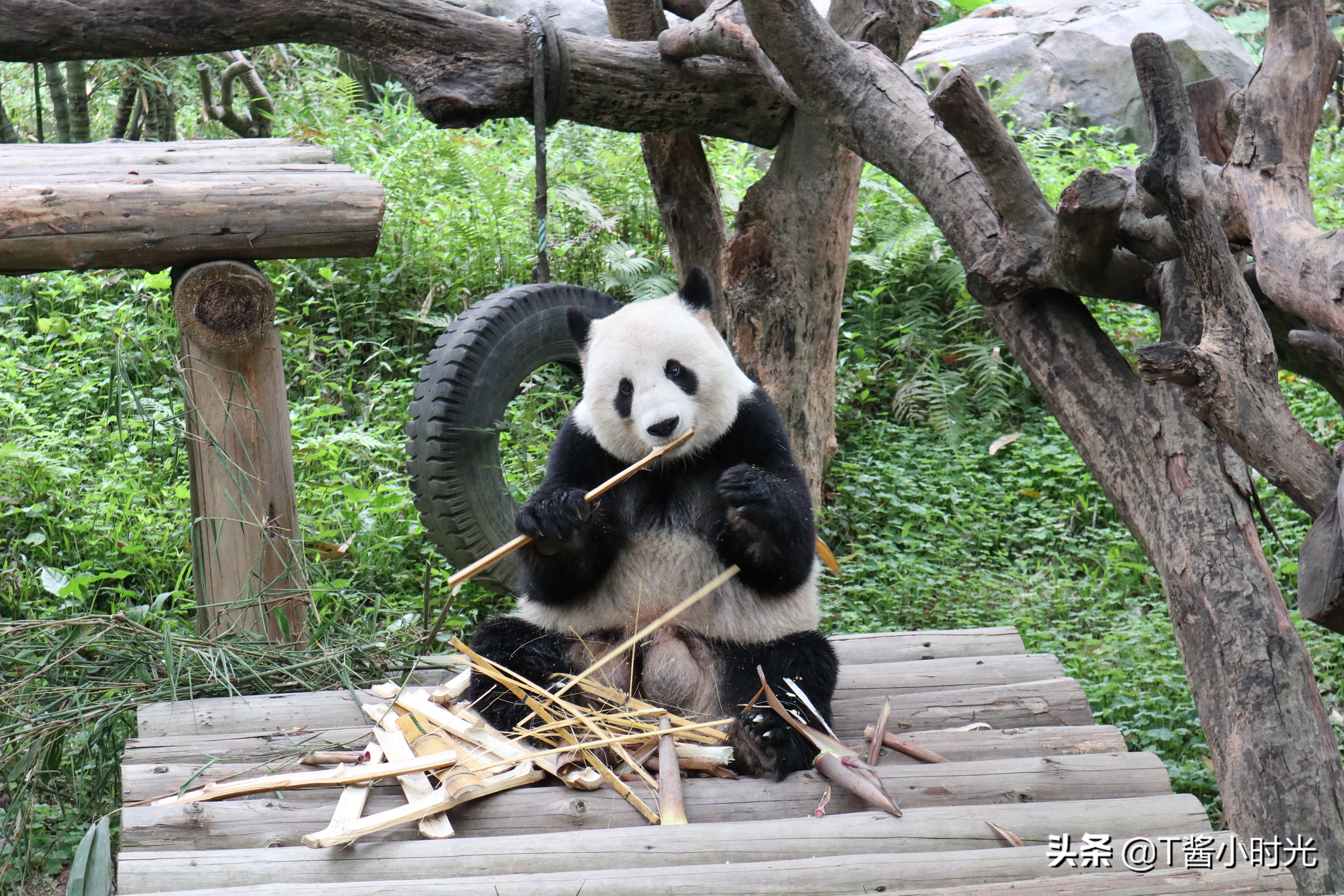 长隆野生动物园自驾怎么收费,广州长隆野生动物园在哪个区