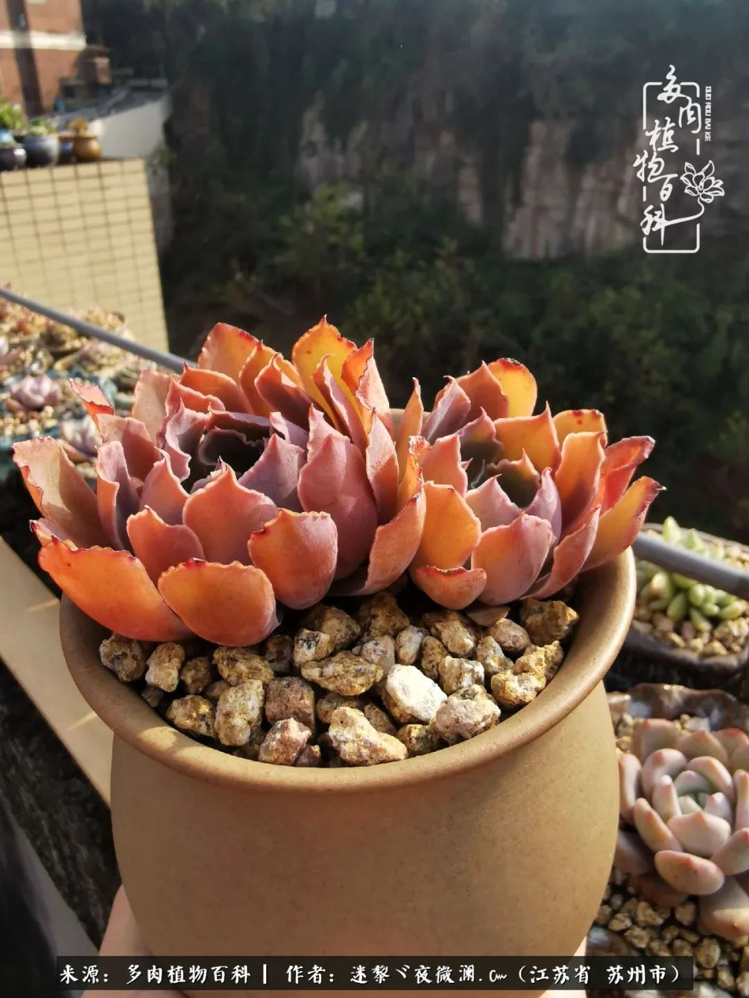 围观多肉版武林大会，一起穿越吧,下