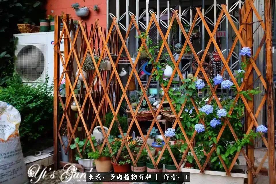 多肉还可以这样玩(上):八年养肉路剪影!