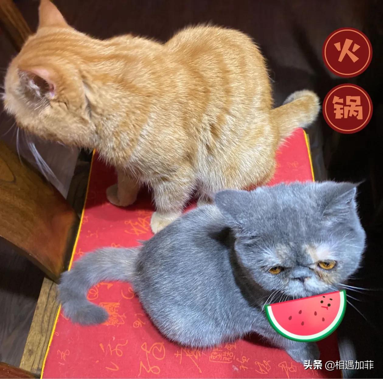 猫咪喜欢看电视动画片,猫咪喜欢看电视里的小动物