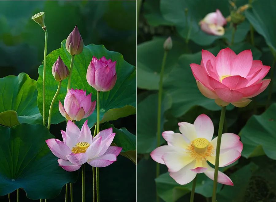 画夏天的荷叶和荷花,儿童画夏天的风景画荷花