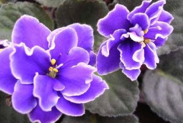 养花懒人绿植,懒人养花推荐花香四季开