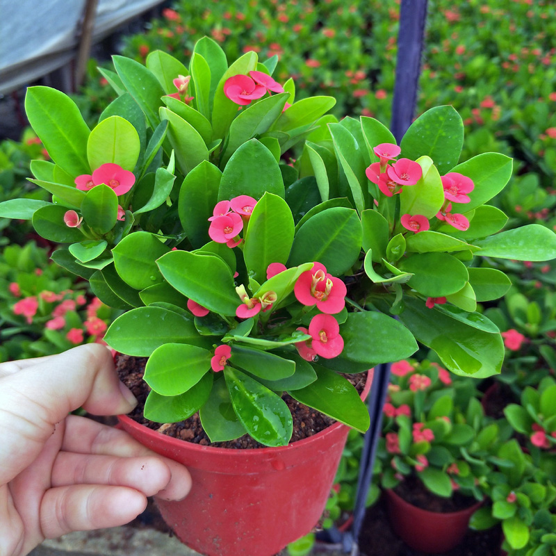 好养的盆栽花卉排名前十,盆栽花比较好养的有哪些