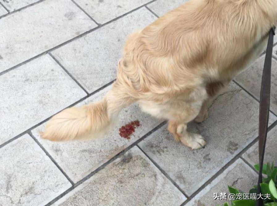 狗狗大便带血的原因和解决方法,狗狗粪便带黄