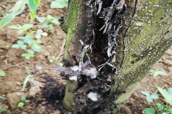 核桃树腐烂病有哪些,核桃树皮发黑烂掉打什么药