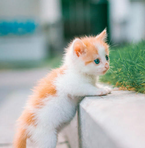 捡到的小奶猫怎么办,捡到小奶猫如何照顾