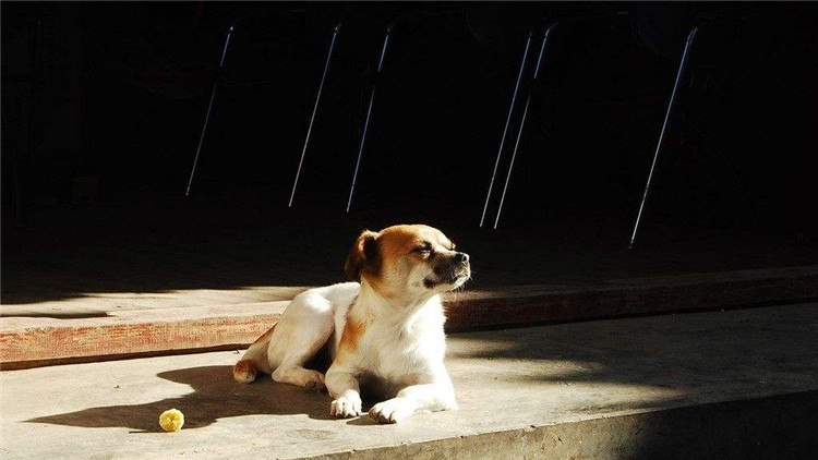 主人怀孕狗狗注意事项,狗狗怀孕40多天饮食方面怎样最好