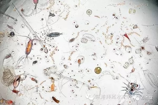 海缸极低营养盐,容易养的海缸珊瑚