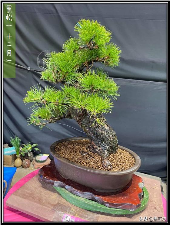 松树盆景换盆去土除根吗,松树盆景怎样修剪和造型