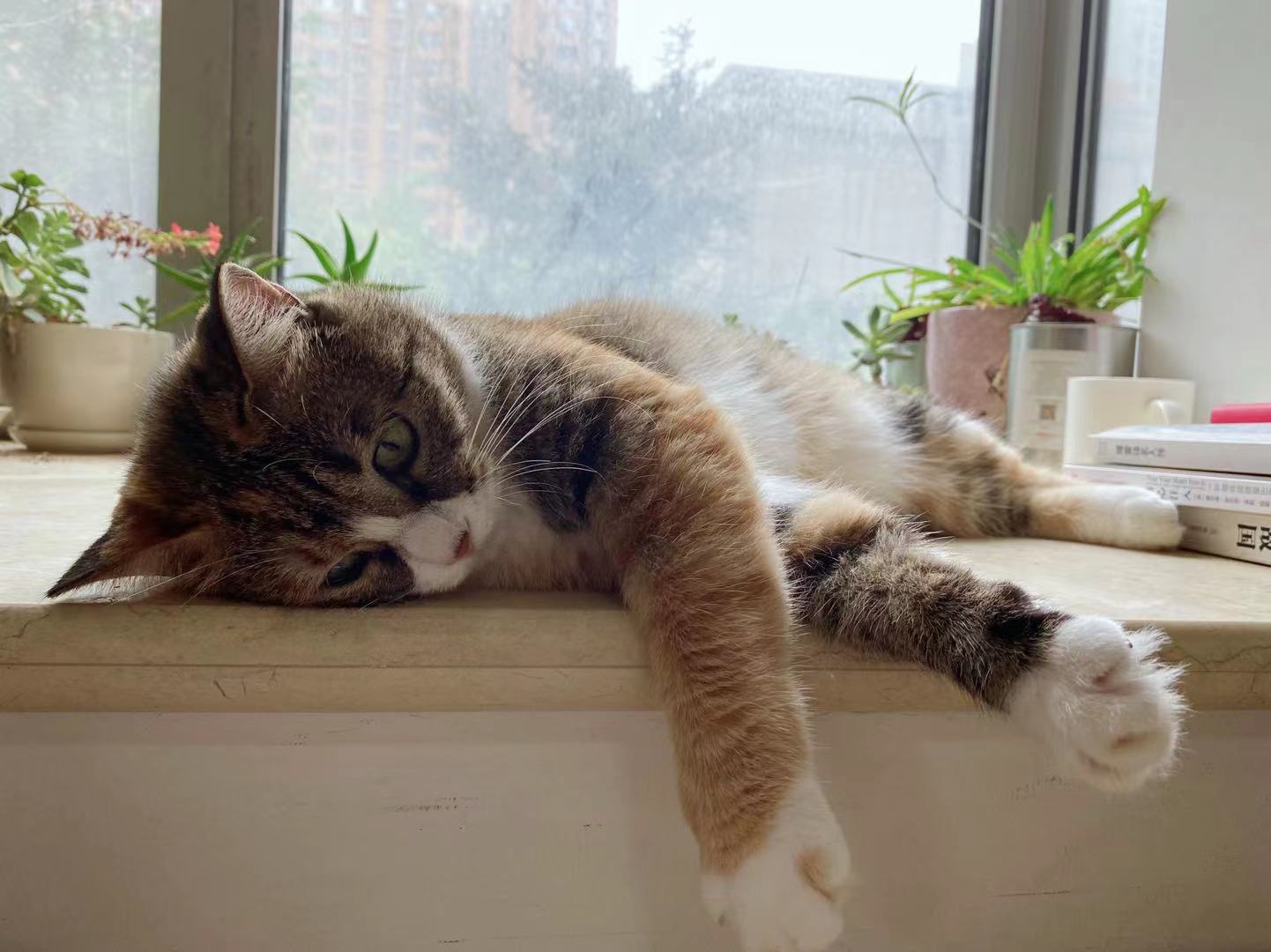 京东健康医疗服务怎样发展,京东健康宠物医院