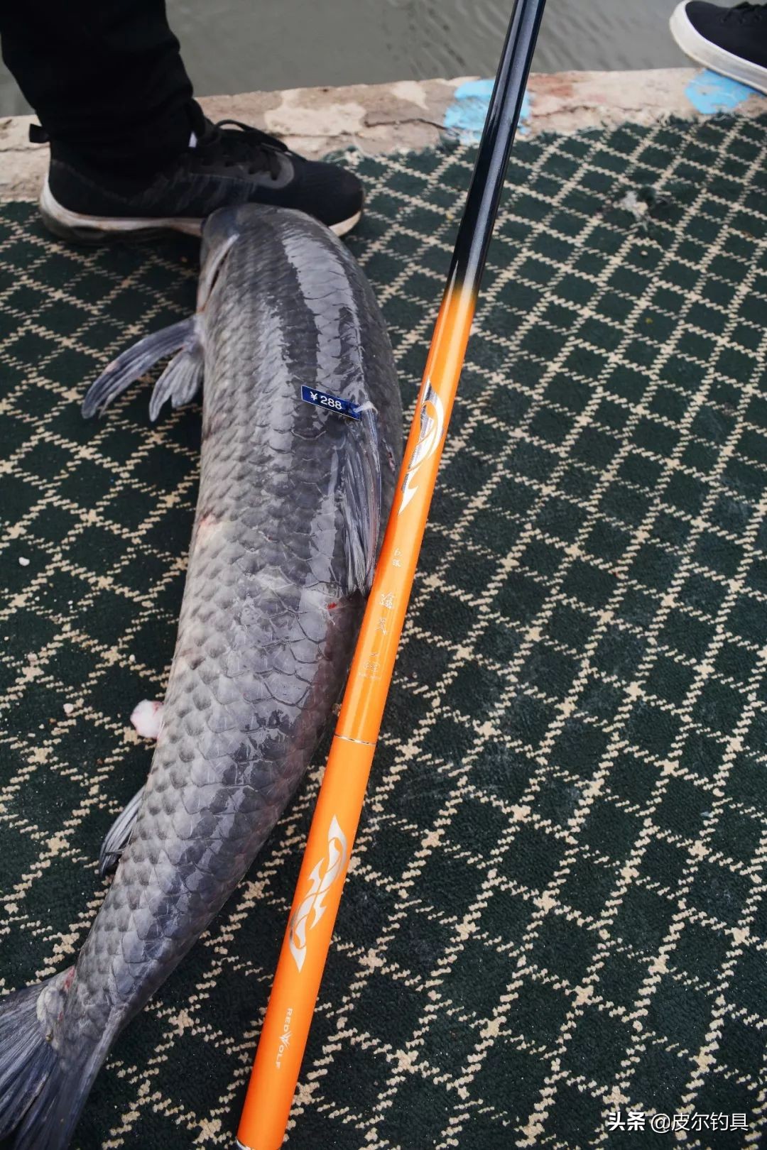 钓40斤青鱼矶钓鱼竿推荐,55调红狼鱼竿钓鲫鱼