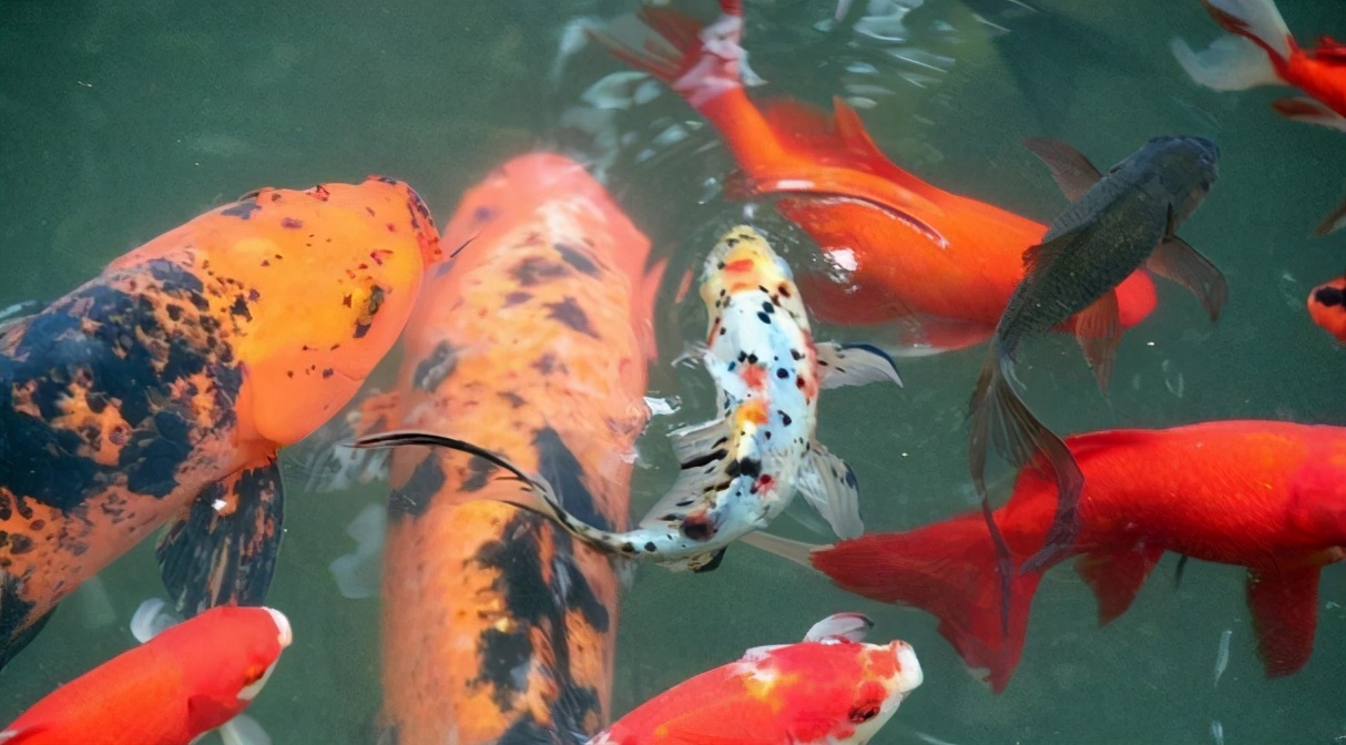 宠物鱼饲养时注意事项,养好宠物鱼注意事项