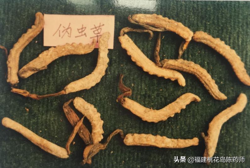 中药冬虫夏草的鉴定方法 (虫草中药材识别图片大全)