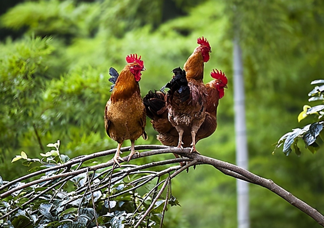 山上放养土鸡可节约什么,散养土鸡的老农