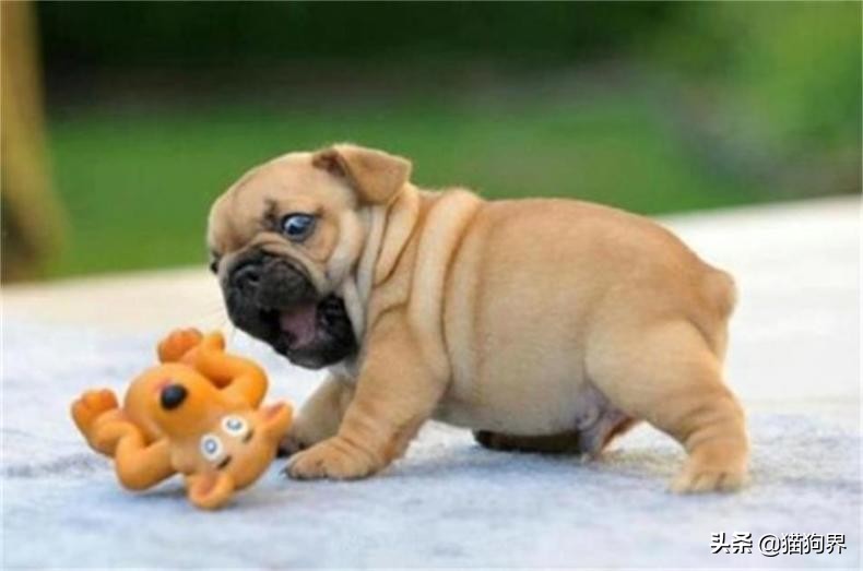 狗狗皮肤起皮屑像头皮屑用什么药,狗狗毛发干枯无光泽有皮屑怎么办