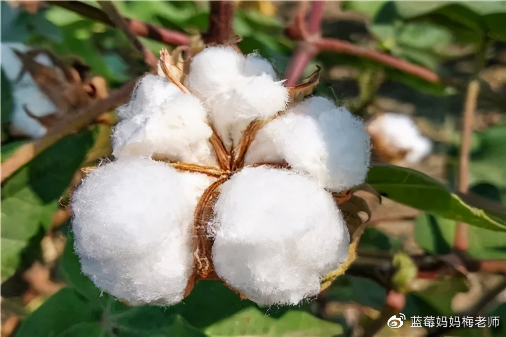 被芯纯棉的新疆的,被芯纯棉新疆