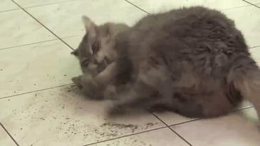 猫薄荷为什么会让猫神魂颠倒,猫薄荷到底有多吸引猫