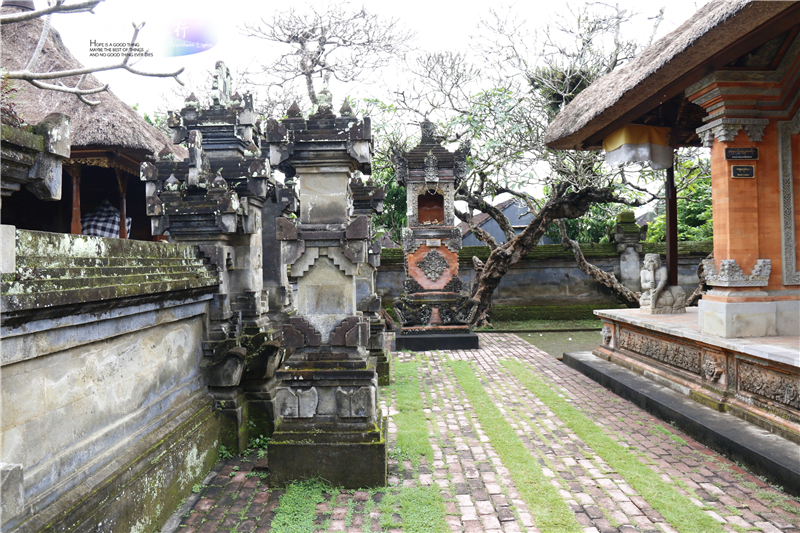 在印尼见识传说中最昂贵的猫屎咖啡