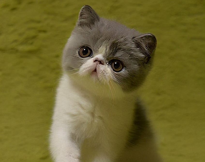 加菲猫如何养才健康,加菲猫怎么养才正确