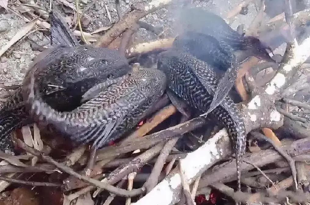 清道夫在印度的遭遇,清道夫为啥在印度