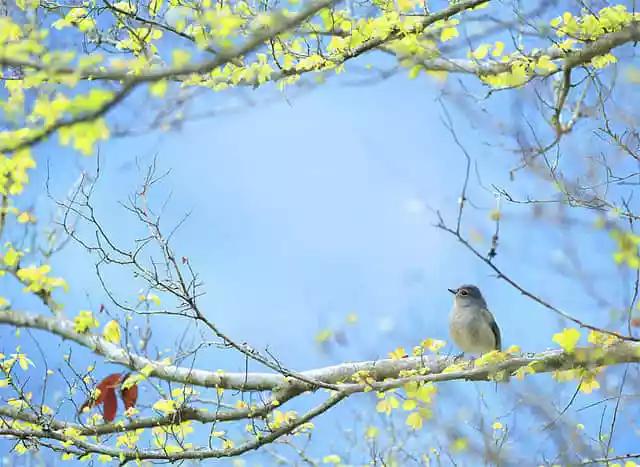 阳历阴历农历三者的关系,农历生日是阴历还是阳历