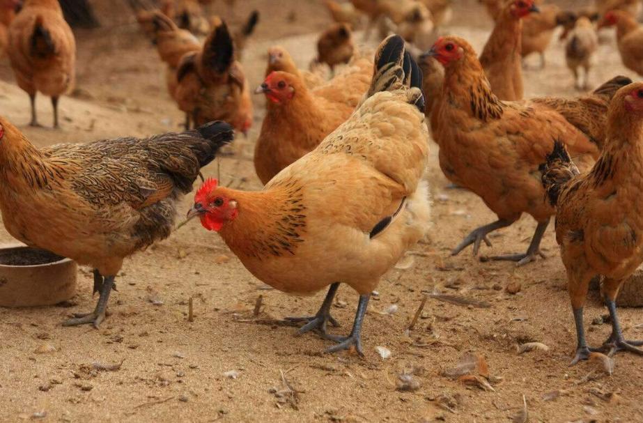 养殖生态鸡致富新路子,散养蛋鸡致富经