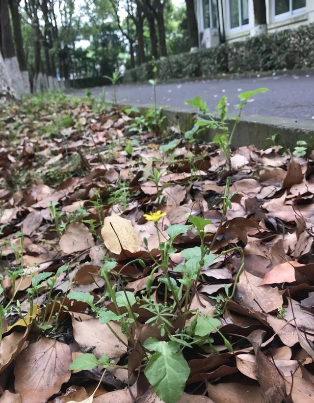 黄瓜野菜的功效,田间各种野菜的作用