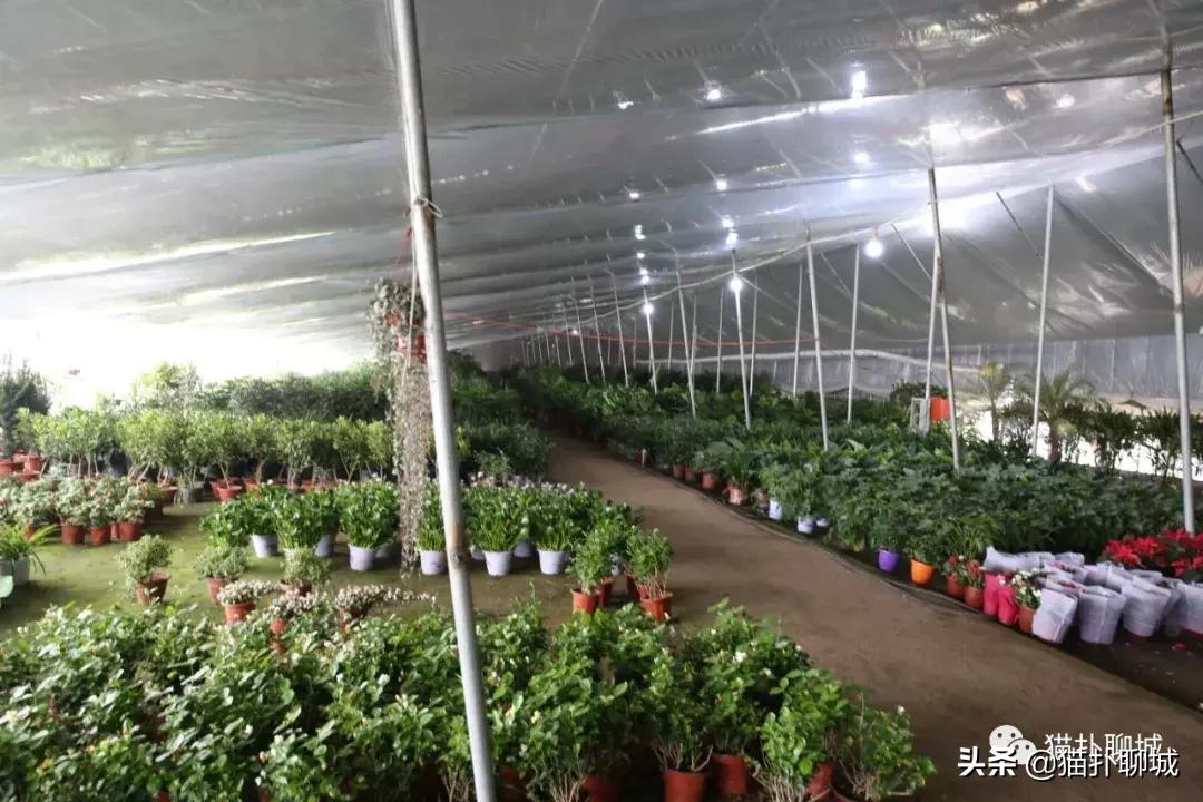 聊城北环花卉市场批发玫瑰鲜花吗,聊城最大的花卉市场