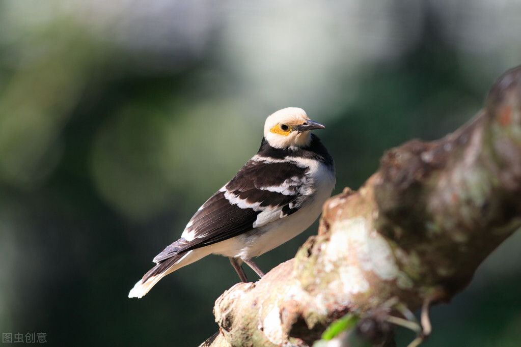 赛鸽挑食怎么解决,手养鸽不吃粮怎么办