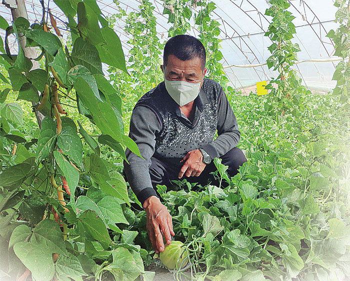 棚室绿意浓浓瓜果翘首待摘