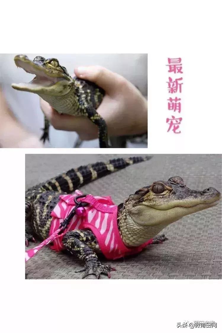 湄洲岛好玩还是九龙谷,去莆田先到九龙谷还是湄洲岛