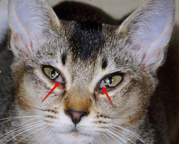养猫须知常见的猫咪眼部疾病,猫咪可能患上的30种疾病