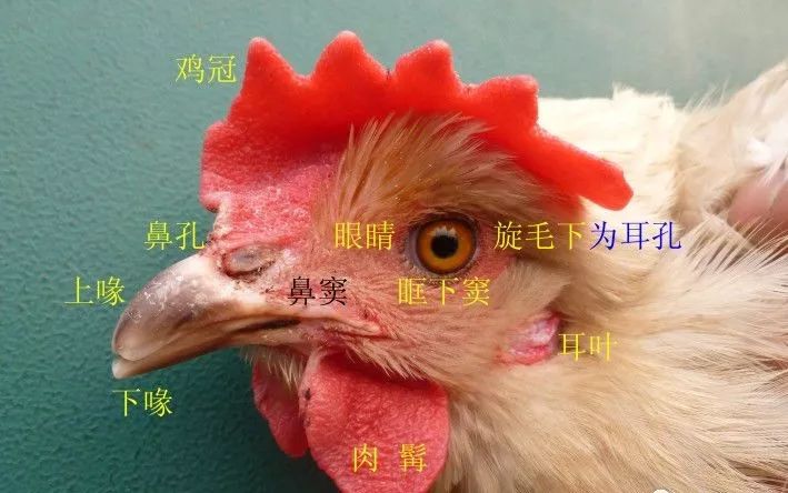 家禽常见疾病及检测方法书籍,家禽疾病如何检测