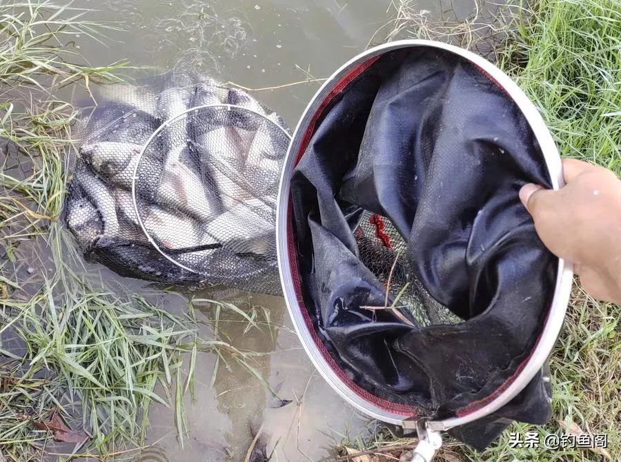 抽鲢鳙遇到白条闹窝怎么办,鲢鳙白条闹窝用大浮漂