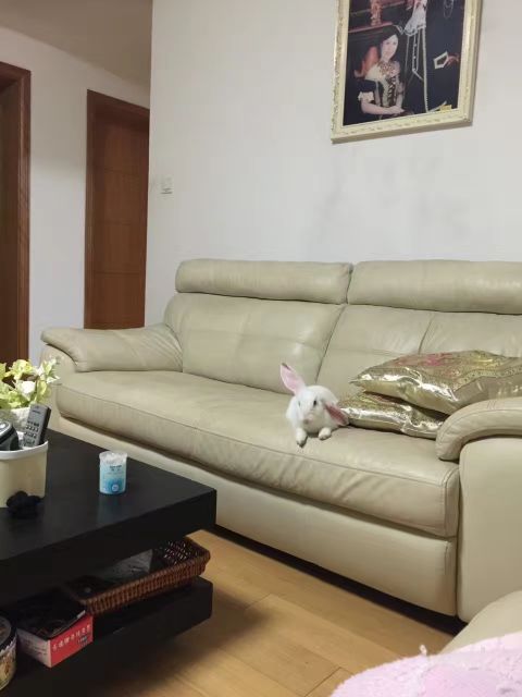 养荷兰猪和宠物兔怎么养比较好,荷兰猪和宠物兔哪个好养活