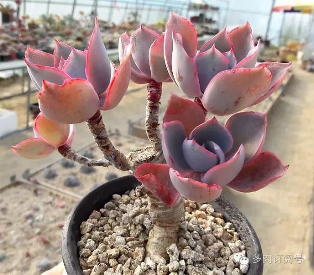 谈一谈多肉植物中的“三仙”，你了解吗