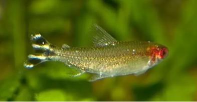 爆藻泰狮金鱼,金鱼缸爆藻的正确方法