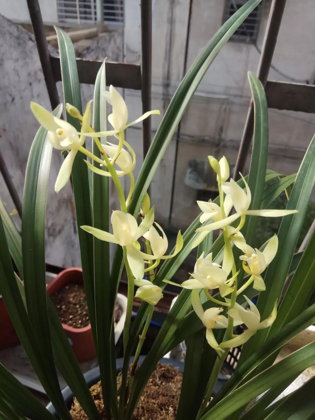 适合家庭养的清香花,5种清香花卉开花时满室芬芳不断