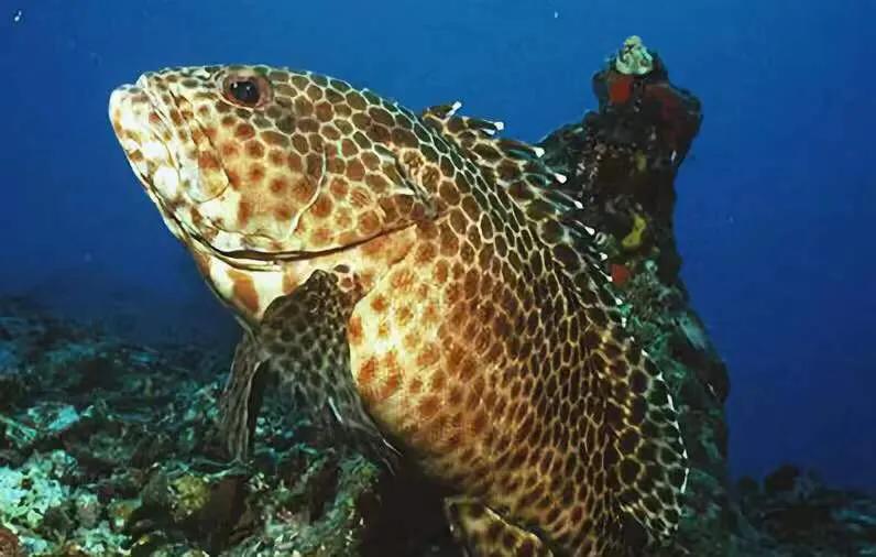 188元/条！吃养颜旺财老虎斑，就来肥隆“食斑节”！