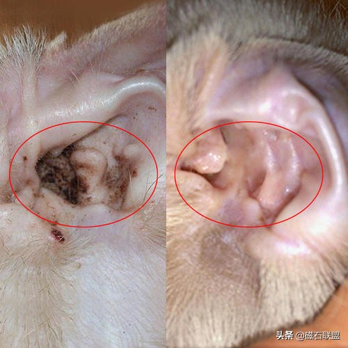 法斗身体臭怎么解决,法斗身上臭烘烘的怎么办