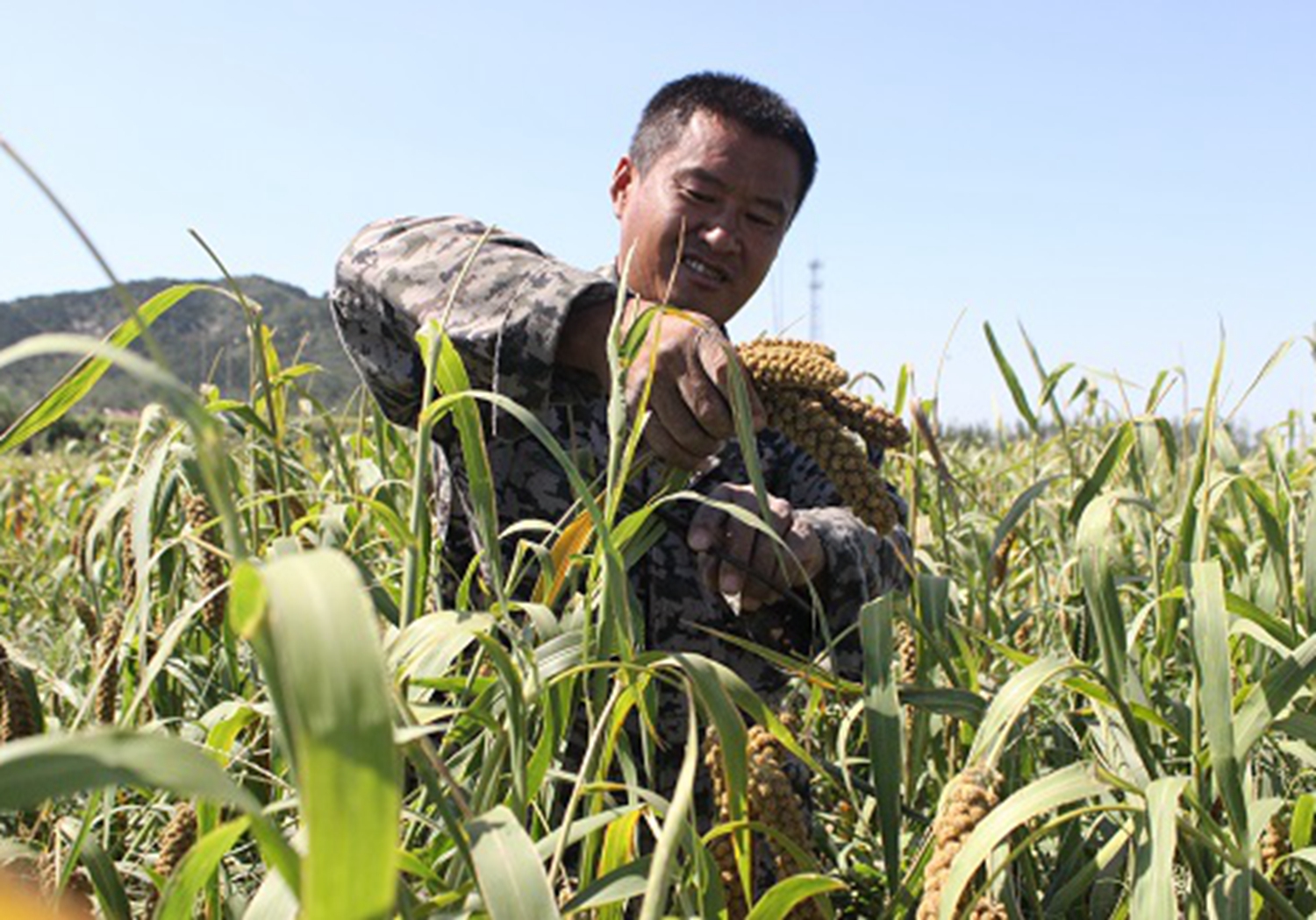 谷子种植，了解好谷子生长发育的需求，满足所需才能长得好