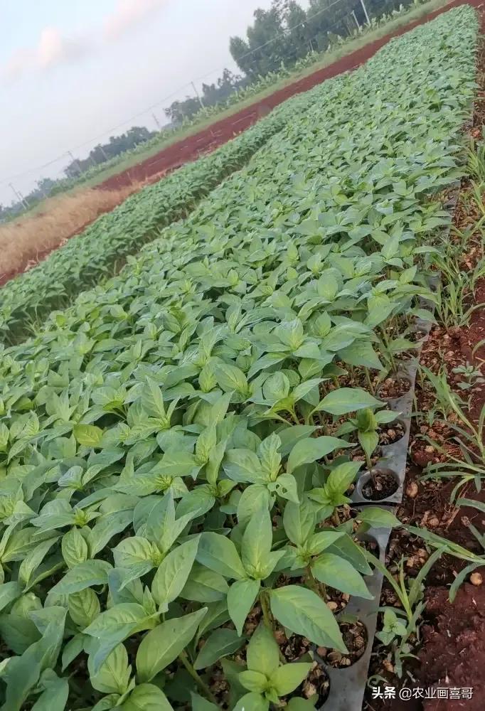 种一亩线椒多少钱,线椒大规模种植怎么种