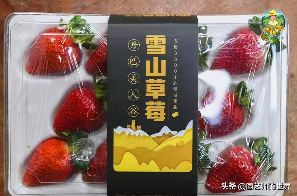 夏季草莓还能开花结果吗,草莓夏季高产