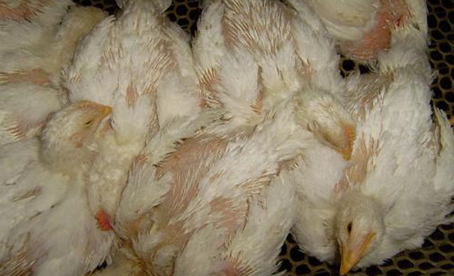 鸡干瘦发烧没精神怎么治疗,夏天鸡发烧吃什么药好得快