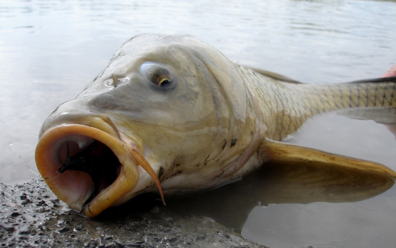 不惧奸商，继续揭秘：鱼钩的套路