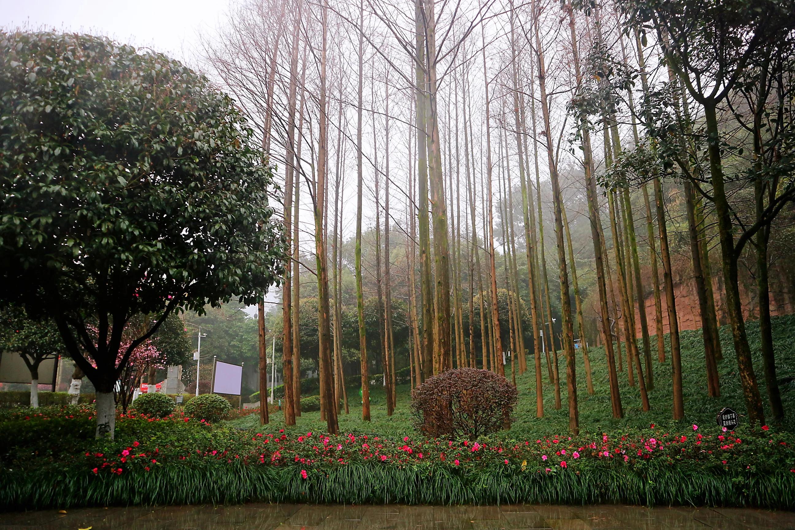 巴南区鱼洞老街公园仿古建筑群,巴南鱼洞老街历史