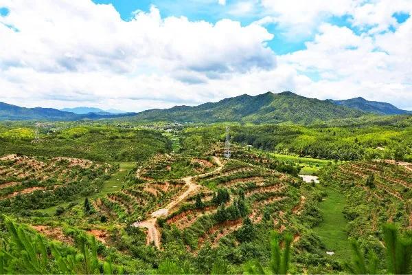 本草纲目里面有哪些药草,本草纲目里面的植物有什么