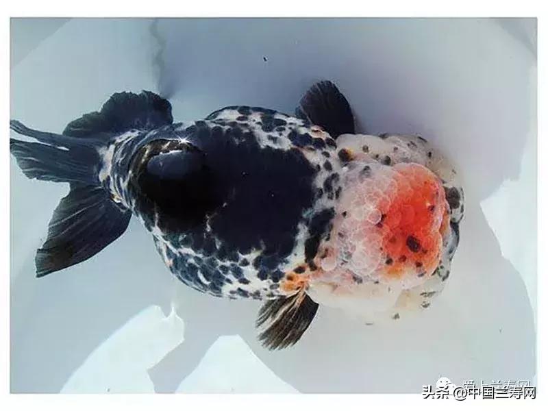 兰寿金鱼鲨鱼鳍品种图片大全,金鱼泰狮与兰寿是一个品种吗